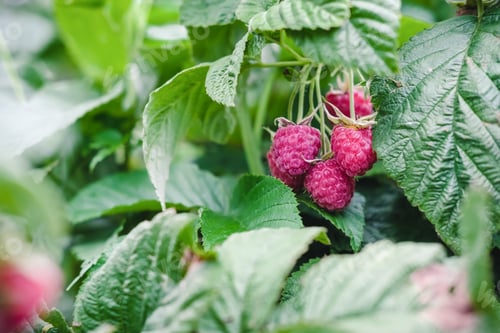 Preview: ripe raspberry growing in the garden.