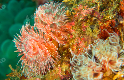 Preview: Feather Duster Worms, Lembeh, Indonesia