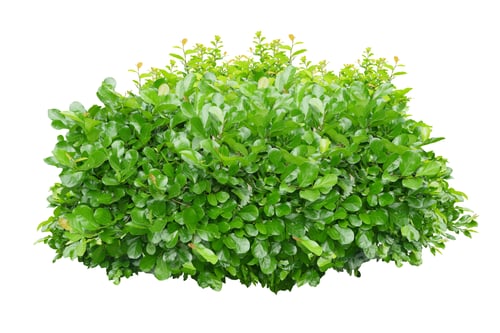 Preview: Green bush isolated on white background.