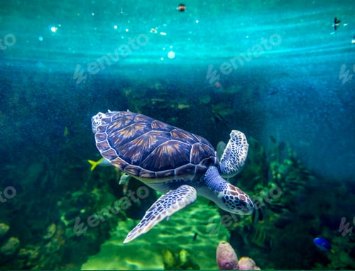 Preview: Green sea turtle diving, view from underwater
