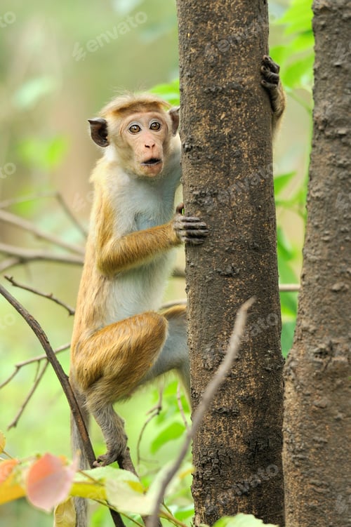 Preview: Monkey in the living nature