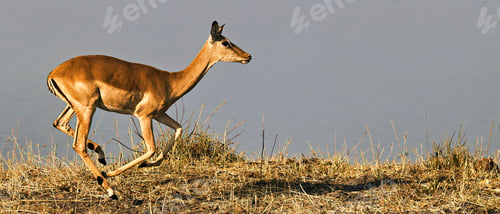 Preview: Impala leaping across grassland.