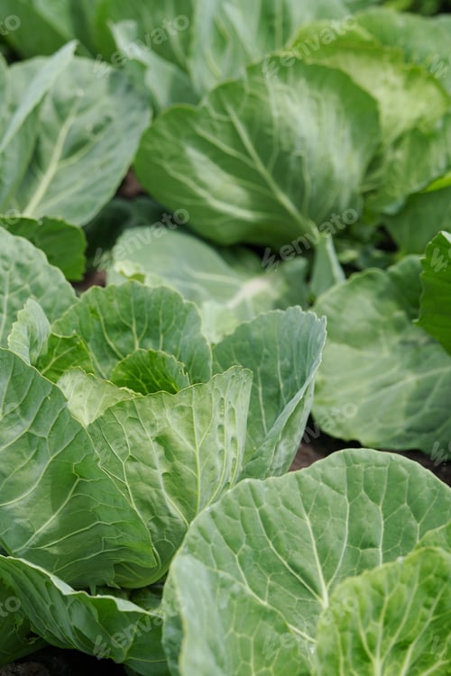 Preview: Organic selected cabbage. Growing cabbage.