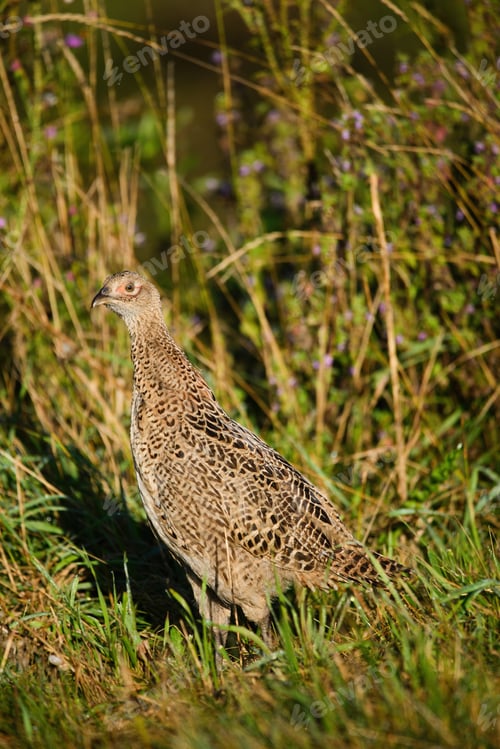 Preview: Female pheasant bird in the grass