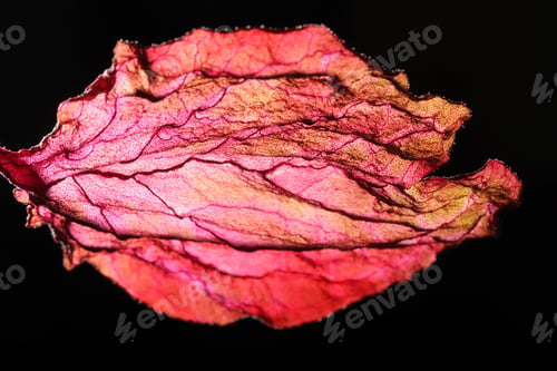 Preview: Dry Leaf Texture Abstract Background