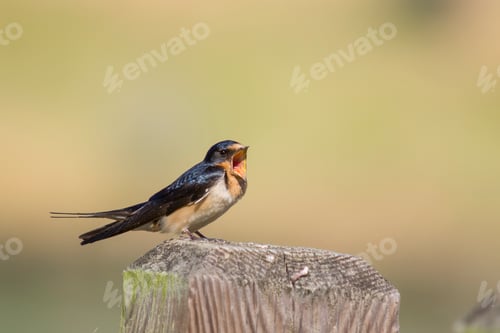 Preview: A barn swallow perched on a wooden post chirping