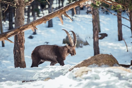 Preview: Wild goats pasturing near tree between snow