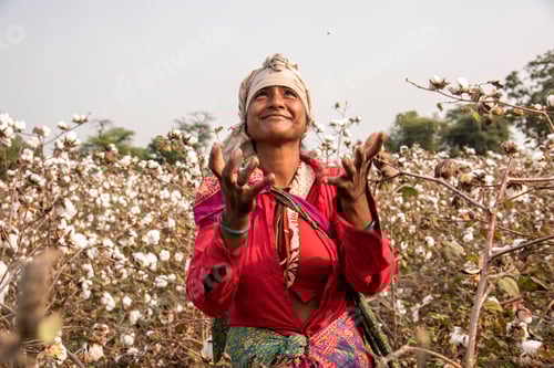 Preview: Indian woman harvesting cotton in a cotton field.