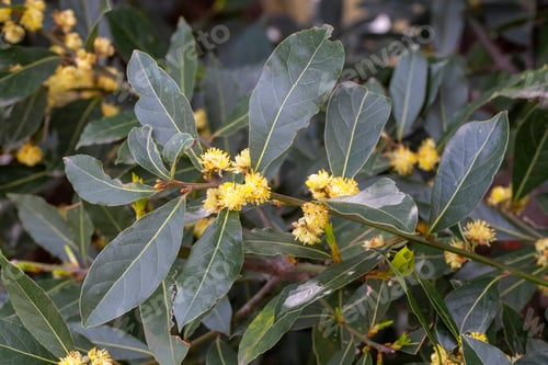 Preview: Green fresh daphne tree leaves