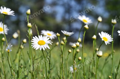 Preview: Ox-eye daisy wildflowers blooming in a meadow