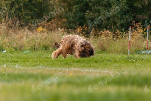 Visualização: Cachorro pegando disco voador no salto, animal de estimação brincando ao ar livre em um parque. evento esportivo, conquista no local