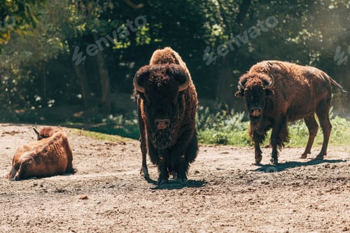 Preview: American bison, group of wild buffaloes on dusty ground in summer afternoon