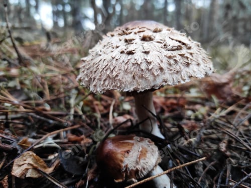 Preview: mushroom pallid poisonous toadstool in pine autumn forest