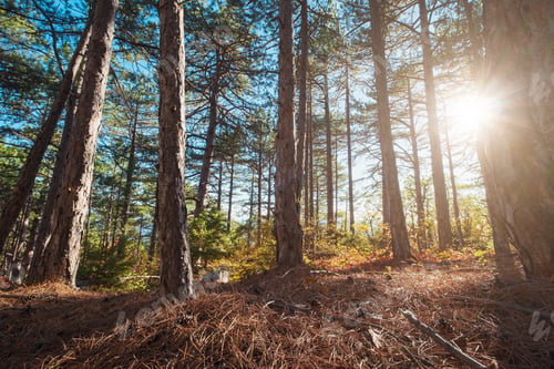 Preview: Fall season in forest