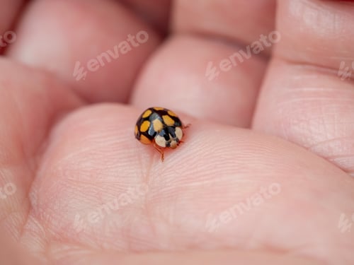 Preview: Close up of Asian lady beetle
