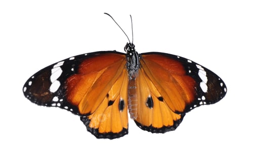 Preview: Beautiful painted lady butterfly isolated on white