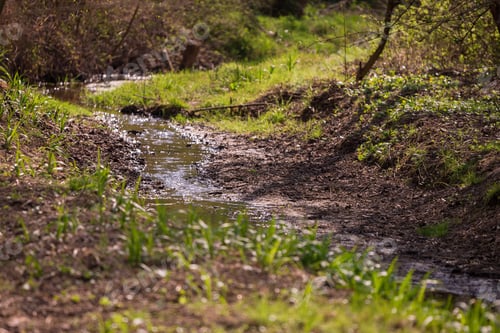 Preview: Beautiful shot of a creek with water flowing in it under the trees