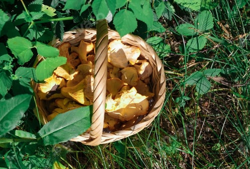Preview: Fresh forest chanterelles in a wicker basket.