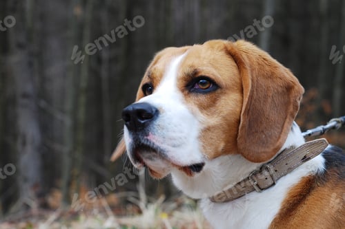 Preview: Cute dog