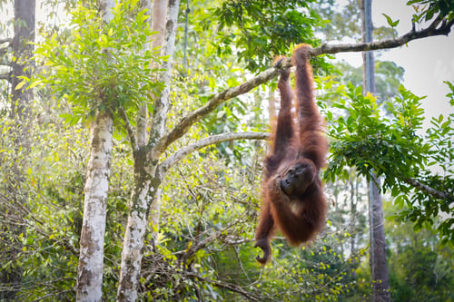 Preview: Orangutan in Sarawak in a deep forest