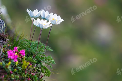 Preview: Close-up of lit by sun nice white flowers on high stems with tender green leaves blooming on steep