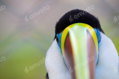 Preview: Colorful toucan bird in Manaus, Amazonas. Brazil