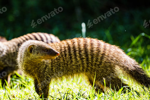 Preview: Mongoose Wildlife Animals Savannah Grassland Wilderness