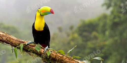 Preview: Keel-billed Toucan, Tropical Rainforest, Costa Rica