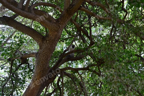 Preview: Monkey sitting on a tree branch surrounded by dense green leaves