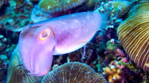 Preview: Cuttlefish, Sepia sp., North Sulawesi, Indonesia