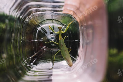 Preview: Grasshopper in plastic box