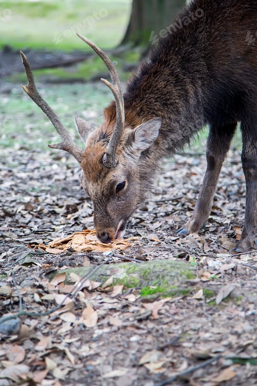 Preview: Sika deer in Nara park, Japan
