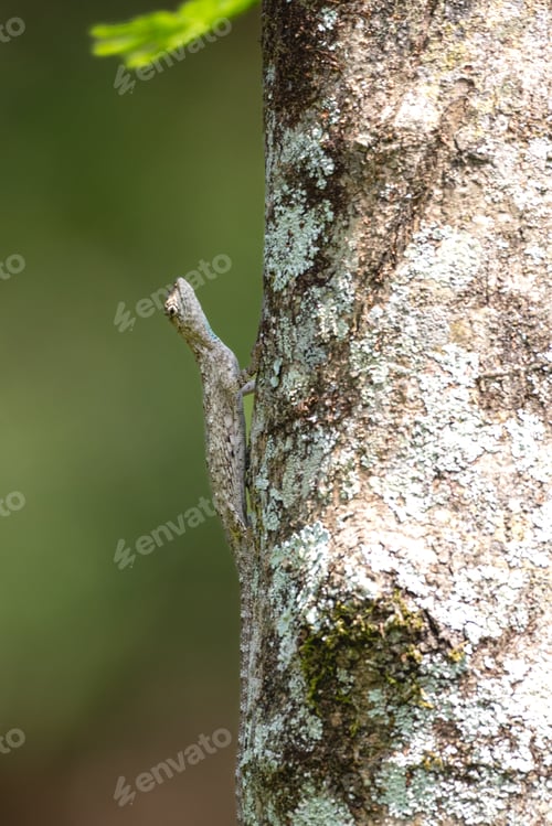 Preview: Draco volans, also commonly known as the common flying dragon