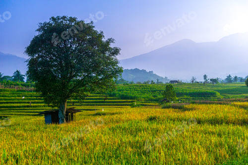 Preview: indonesia beauty landscape paddy fields in north bengkulu natural beautiful morning view from asia