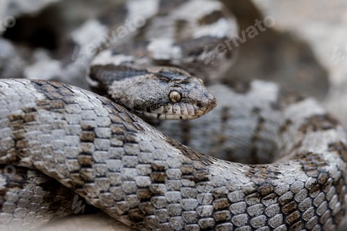 Preview: European Cat snake (Telescopus Fallax) or Soosan Snake, on the island of Malta.