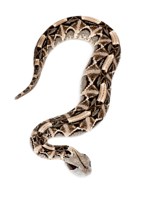 Preview: Gaboon viper - Bitis gabonica, poisonous, white background