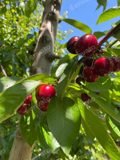 Preview: Closeup shot of growing ripe red cherries in background of leaves