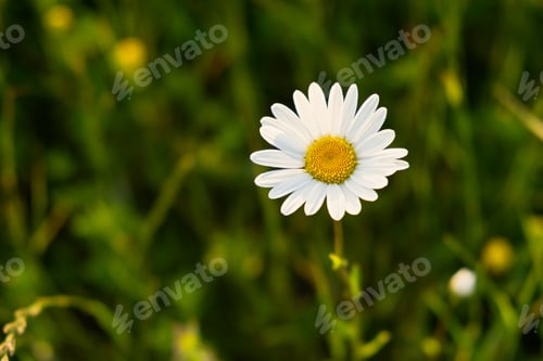 Preview: Bright rays of the sun illuminate the field with daisies