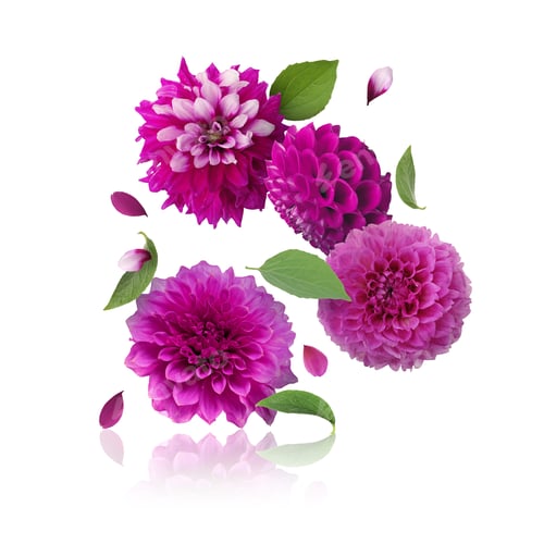 Preview: Yellow dahlia flowers in air on white background