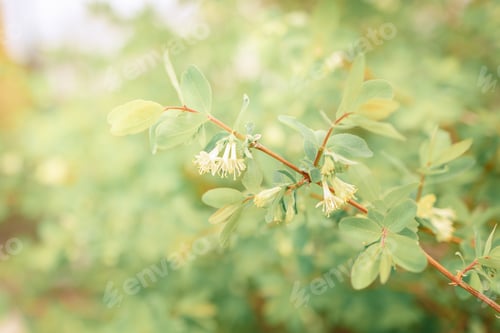 Preview: Branches of blossoming flowering plants on natural blurry background. Fresh green tree leaves of lig