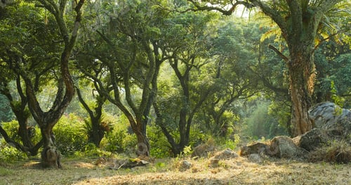 Preview: Tropical green forest with sunlight