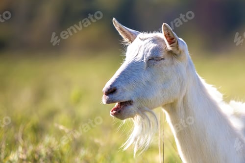 Preview: Portrait of white goat with beard on blurred bokeh background. Farming of useful animals concept.