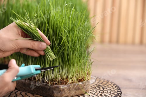 Preview: Woman cutting sprouted wheat grass with pruner at table, closeup. Space for text