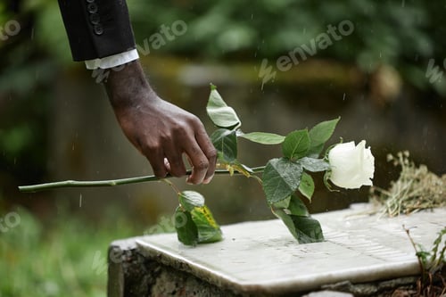 Preview: Hand of Black Man Laying White Rose on Memorial Slab at Graveyard