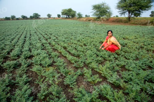 Preview: Indian woman in traditional cloth working at chickpea field