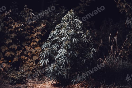 Preview: A large cannabis bush in an open space at night with artificial lighting. Marijuana farm