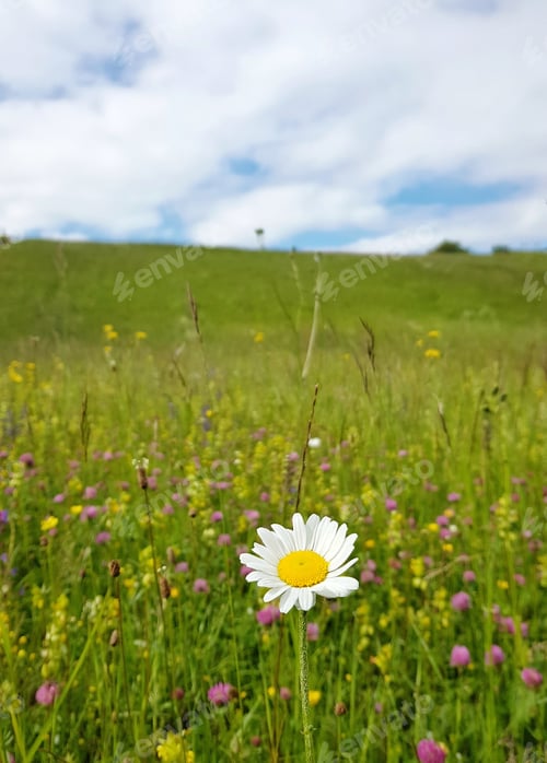 Preview: Focus on foreground. Beautiful white and yellow daisy on green field in spring.