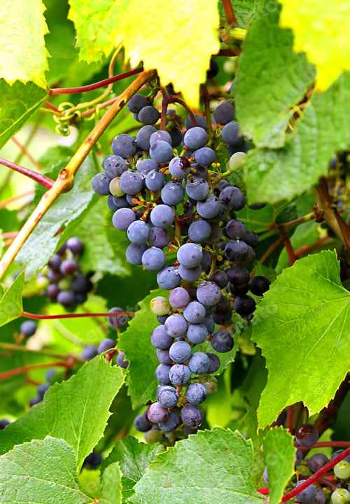 Preview: branch of grapes