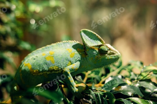 Preview: Veiled chameleon moving on branch in lush green foliage