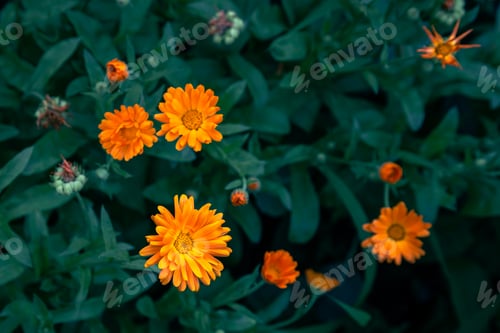 Preview: Natural background with bright orange flowers among the foliage.